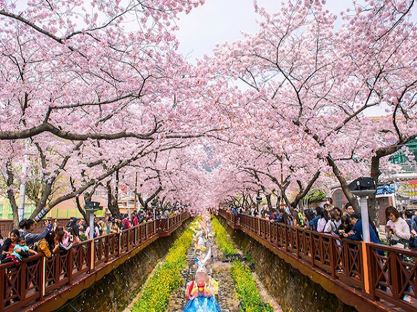 Đến Nhật Bản ngắm hoa anh đào vào thời gian nào đẹp nhất?