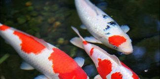 Ngủ mơ thấy cá báo mộng trước điềm gì?