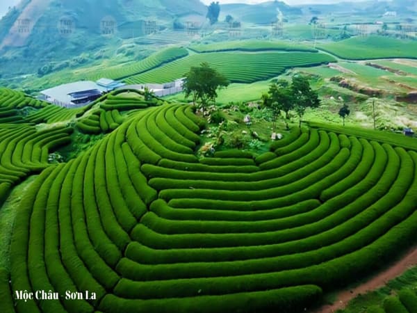 Mộc Châu Sơn La – Vùng đát mát mẻ với nhiều đặc sản hấp dẫn