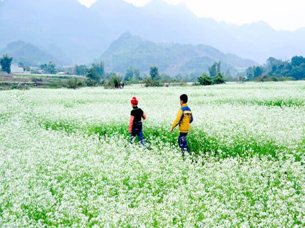 Mùa hoa cải trắng