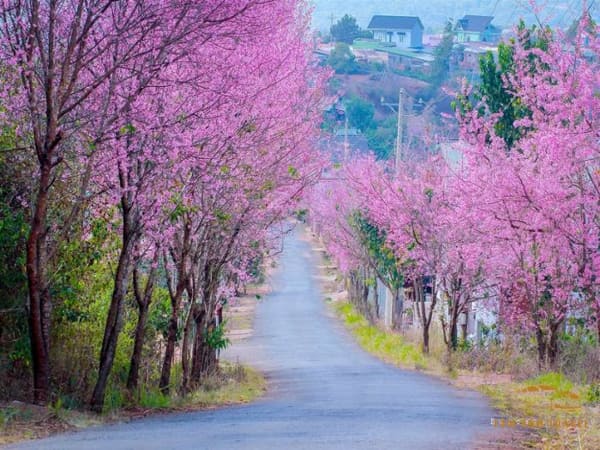 Nên đi Đà Lạt tháng mấy, những thời điểm lý tưởng nhất