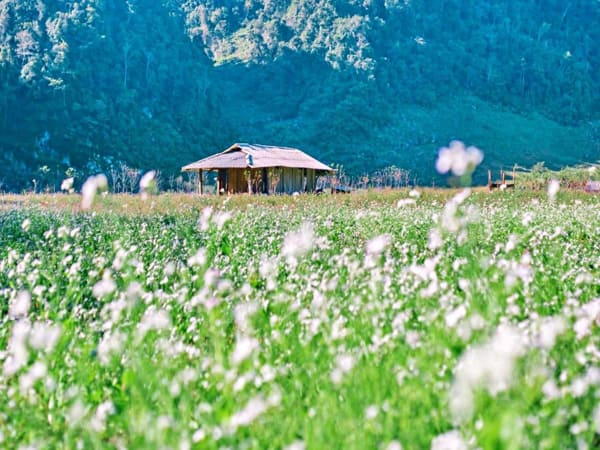 Những lý do nên du lịch Mộc Châu