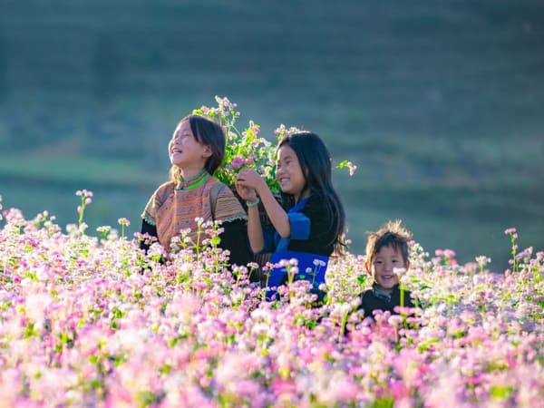 Thời điểm lý tưởng để ngắm hoa Tam Giác Mạch