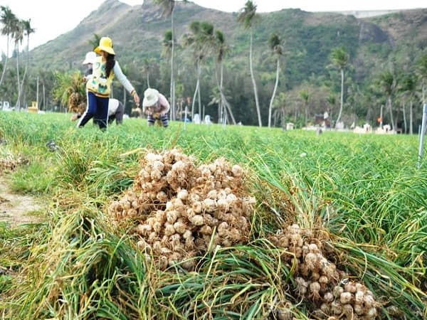 Tỏi Lý Sơn – “Vàng trắng” của đảo