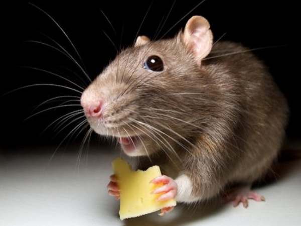 Con số may mắn tuổi Bính Tý  theo ngũ hành