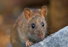 con số may mắn tuổi Bính Tý ngày 21/1/2026