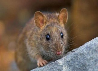 Hé lộ con số may mắn tuổi Bính Tý ngày 21/1/2026 nên chọn con số may mắn tuổi Bính Tý ngày 21/1/2026