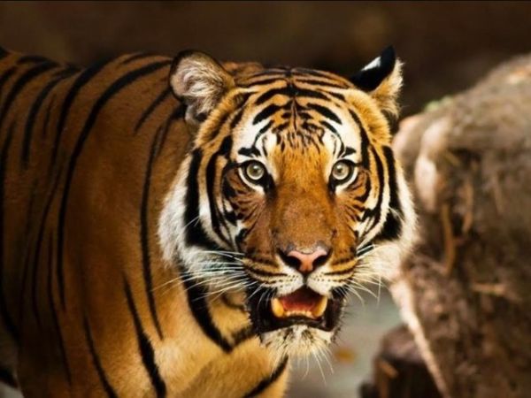 Tổng quan vận trình tuổi Bính Dần ngày 16/1/2026