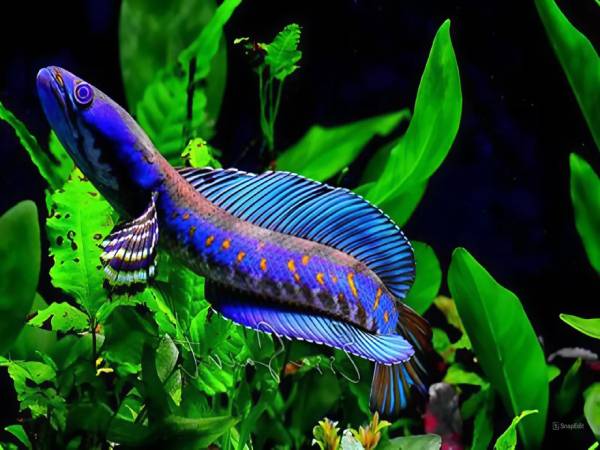 Tượng trưng cho tài lộc và sung túc