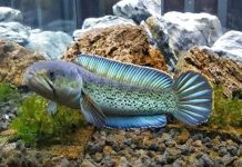 Bí ẩn cá lóc số mấy theo dân gian và ý nghĩa con cá lóc Bí ẩn cá lóc số mấy theo dân gian và ý nghĩa con cá lóc