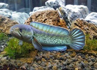 Bí ẩn cá lóc số mấy theo dân gian và ý nghĩa con cá lóc Bí ẩn cá lóc số mấy theo dân gian và ý nghĩa con cá lóc