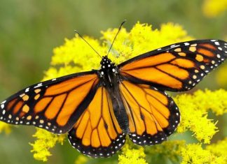 Con bướm số mấy? Giải mã ý nghĩa con bướm trong dân gian