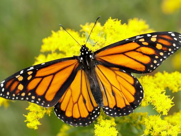 Bươm bướm số mấy? Khi thấy nhiều bướm xuất hiện