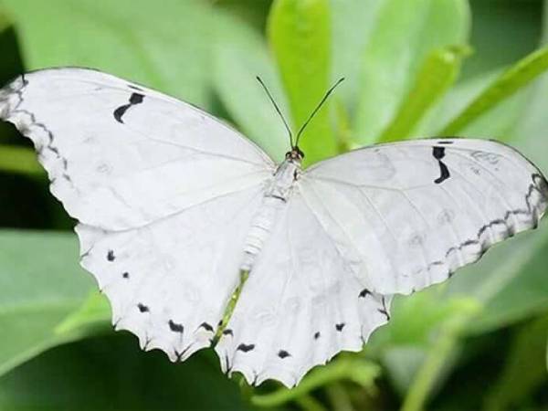 Ý nghĩa con bướm trong tâm linh và quan niệm dân gian