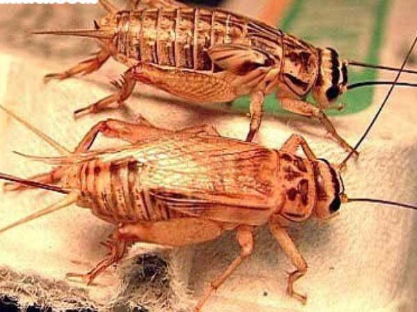 Con dế số mấy theo quan niệm dân gian? Con dế số mấy theo quan niệm dân gian?