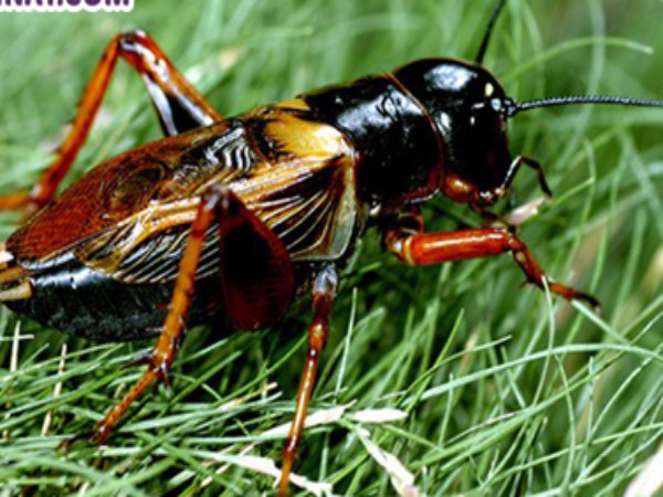 Con dế đánh số mấy? Góc nhìn thực tế con dế số mấy