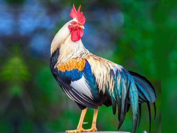 Giải mã giấc mơ liên quan đến con số may mắn tuổi Dậu